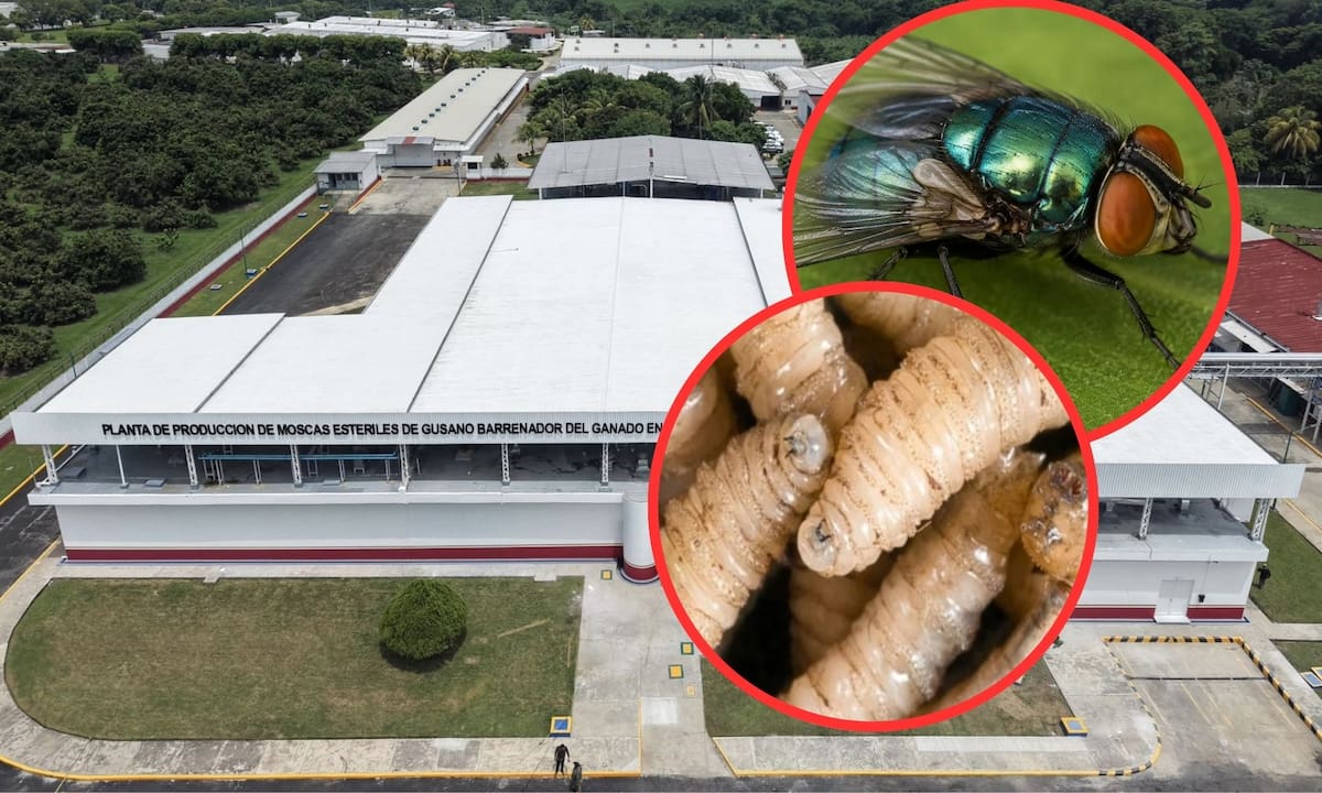 Qué es una fábrica de moscas y cómo ayudará a combatir el gusano barrenador en México mediante la liberación semanal de 100 millones de insectos estériles por radiación para proteger la ganadería nacional | @ClaudiaSheinbaum, Archivo GH