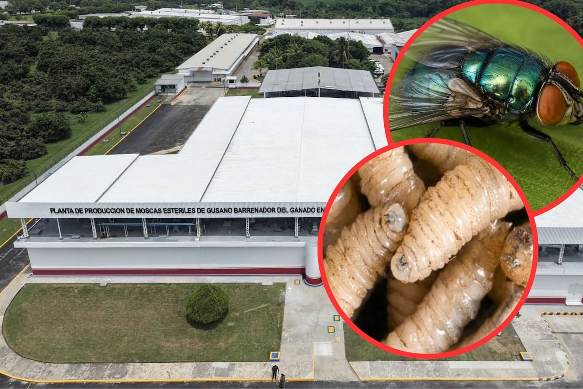 Qué es una fábrica de moscas y cómo ayudará a combatir el gusano barrenador en México mediante la liberación semanal de 100 millones de insectos estériles por radiación para proteger la ganadería nacional