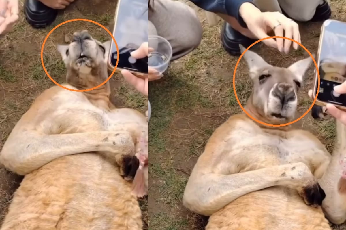 “Auxilio, se me bajó el azúcar”: canguro finge estar desmayado para recibir mimos y comida
