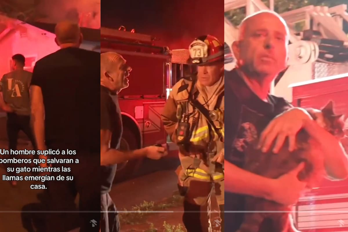 VIRAL: así fue el conmovedor reencuentro entre un hombre y su gata tras el incendio de su casa