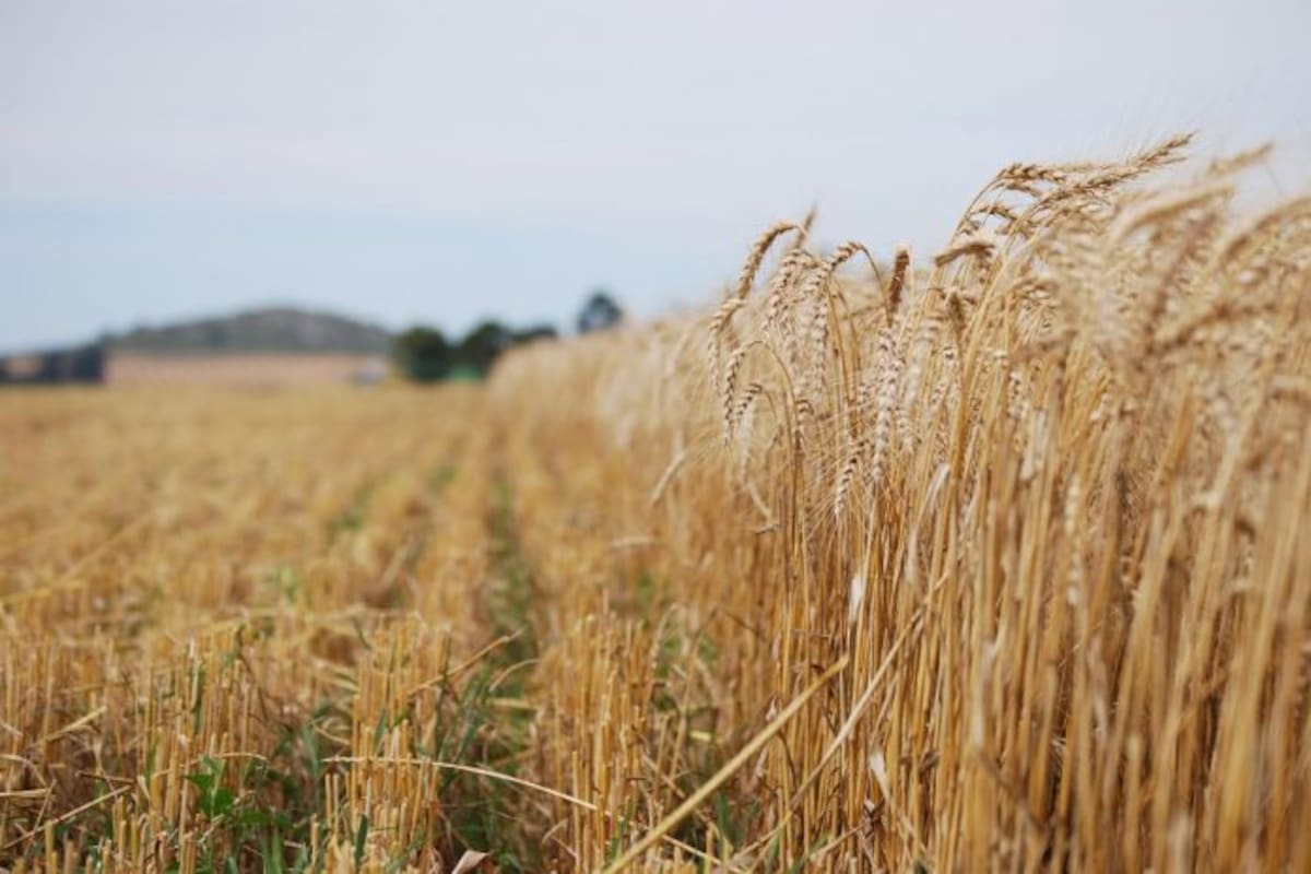 Preocupa a trigueros bajo registro de horas fríos en el VY