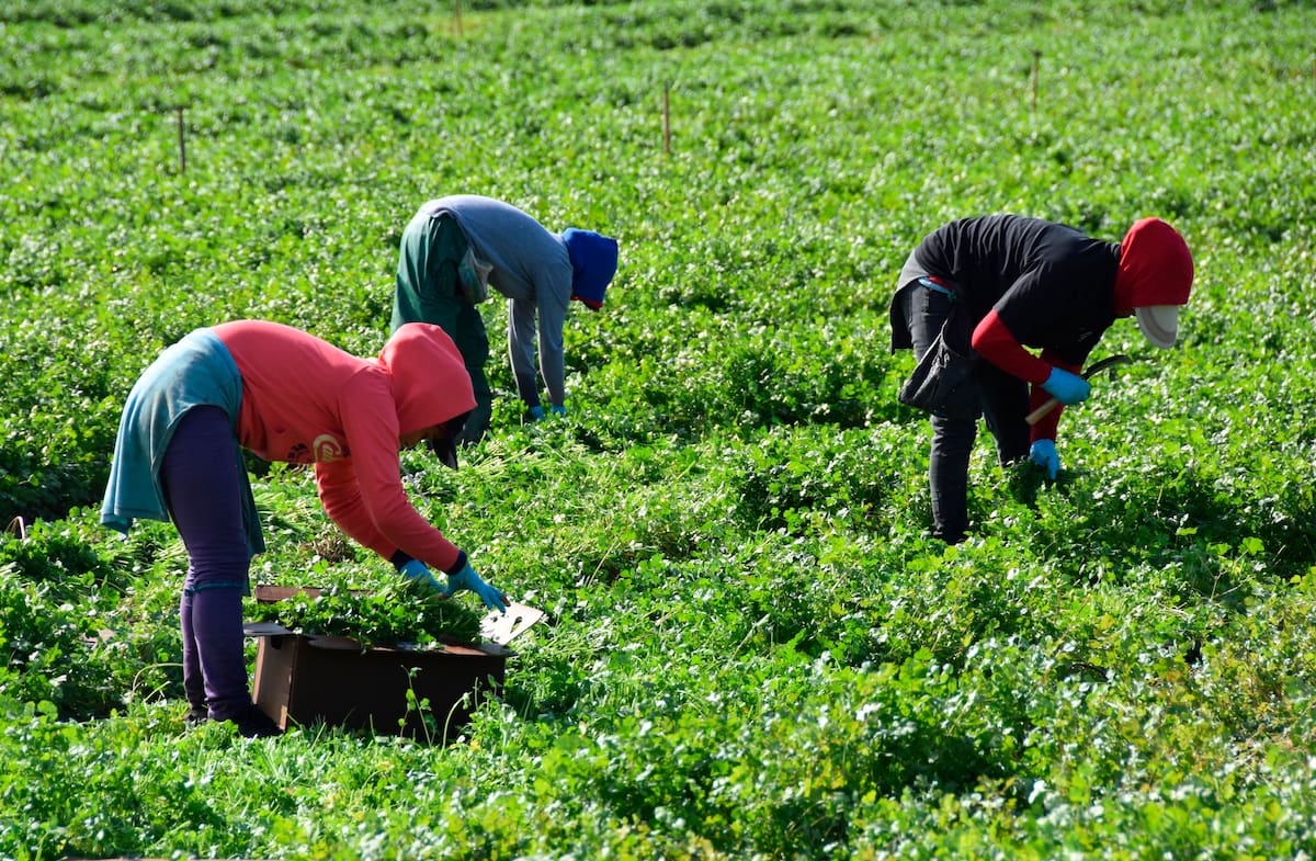 Fotografía de archivo fechada el 28 de marzo de 2020, que muestra a trabajadores agrícolas en un campo de cultivos en Oxnard, California (EE.UU). EFE/Iván Mejía/Archivo
