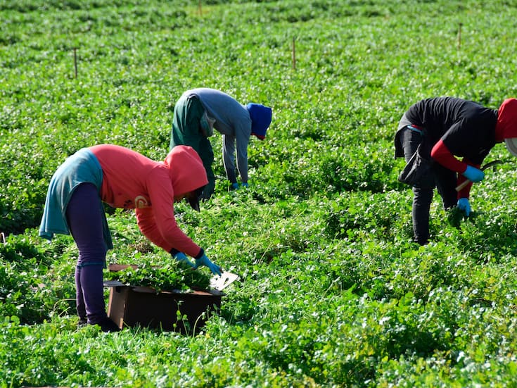 Afectan a jornaleras condiciones laborales