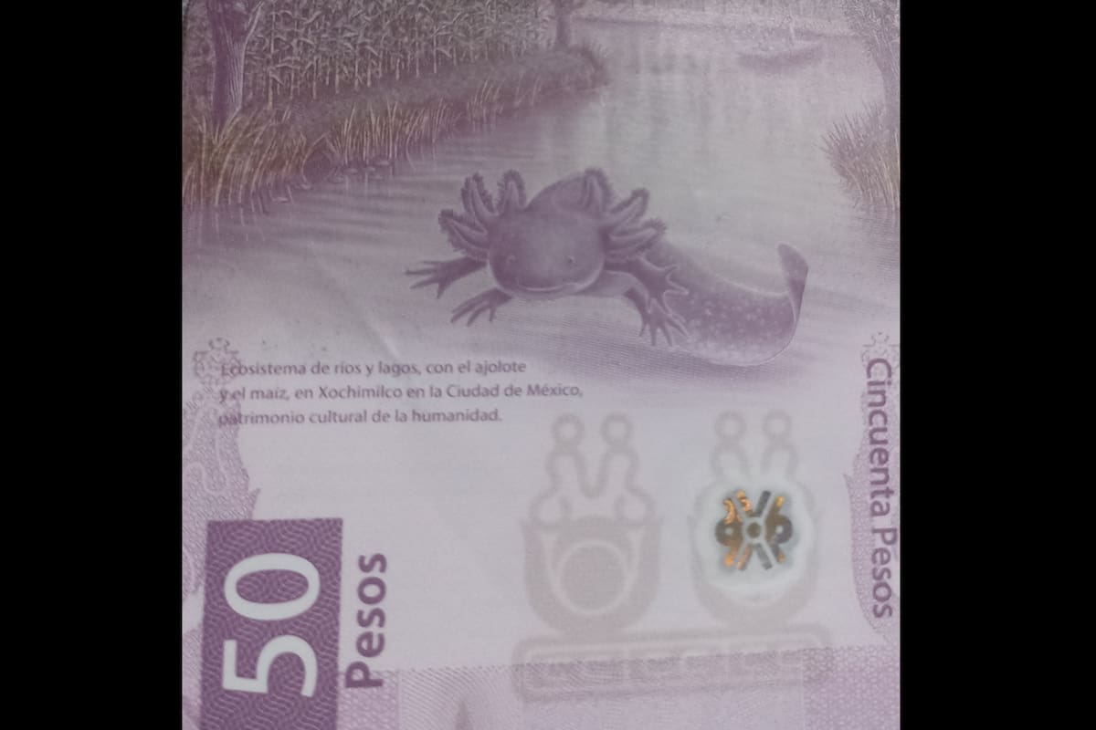 El billete de 50 pesos con ajolote: el fenómeno viral que ha congelado más de 12 millones de pesos en México