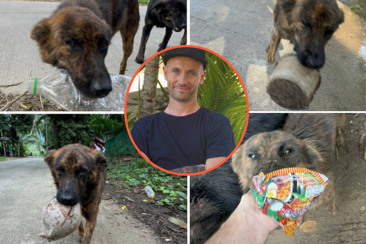 Perra callejera regala objetos en agradecimiento por recibir alimento diario