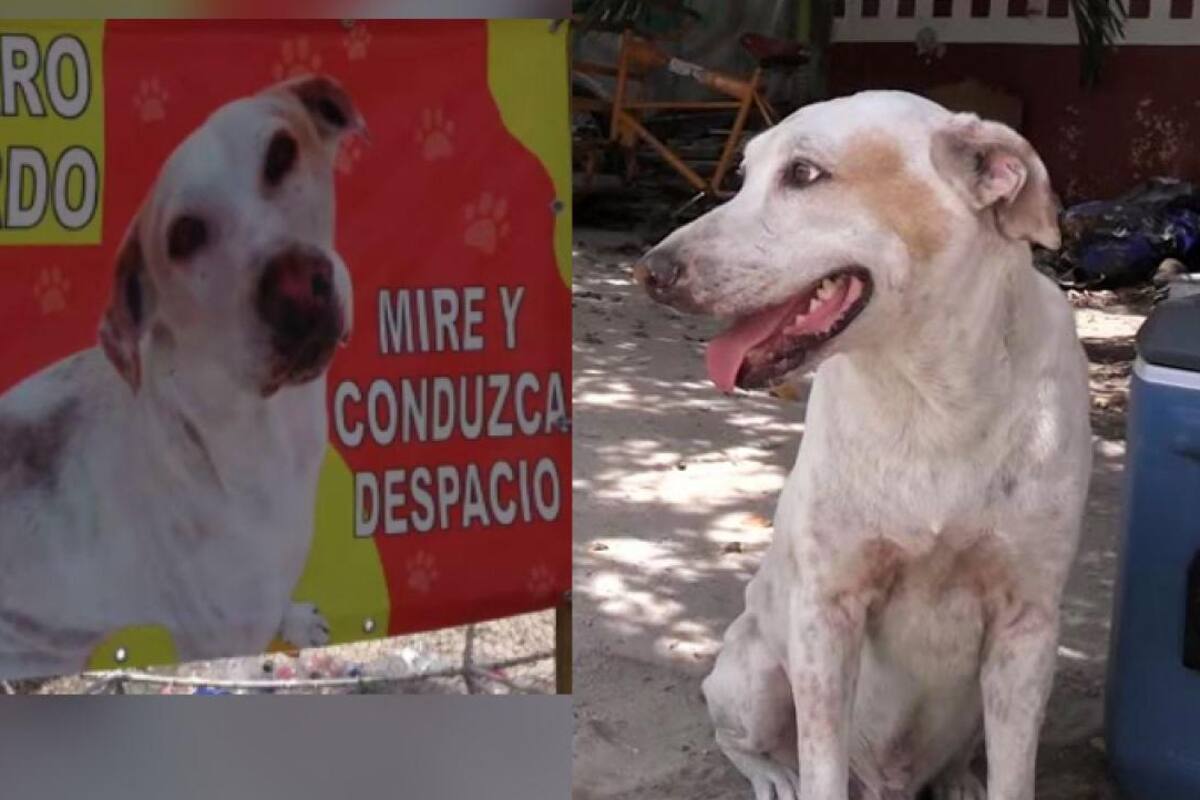 Viral: Perrito sordo es cuidado por sus vecinos para que no lo atropellen