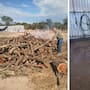 Denuncias ciudadanas llevaron a la Profepa a asegurar 223 toneladas de carbón ilegal y clausurar una empresa en Durango
