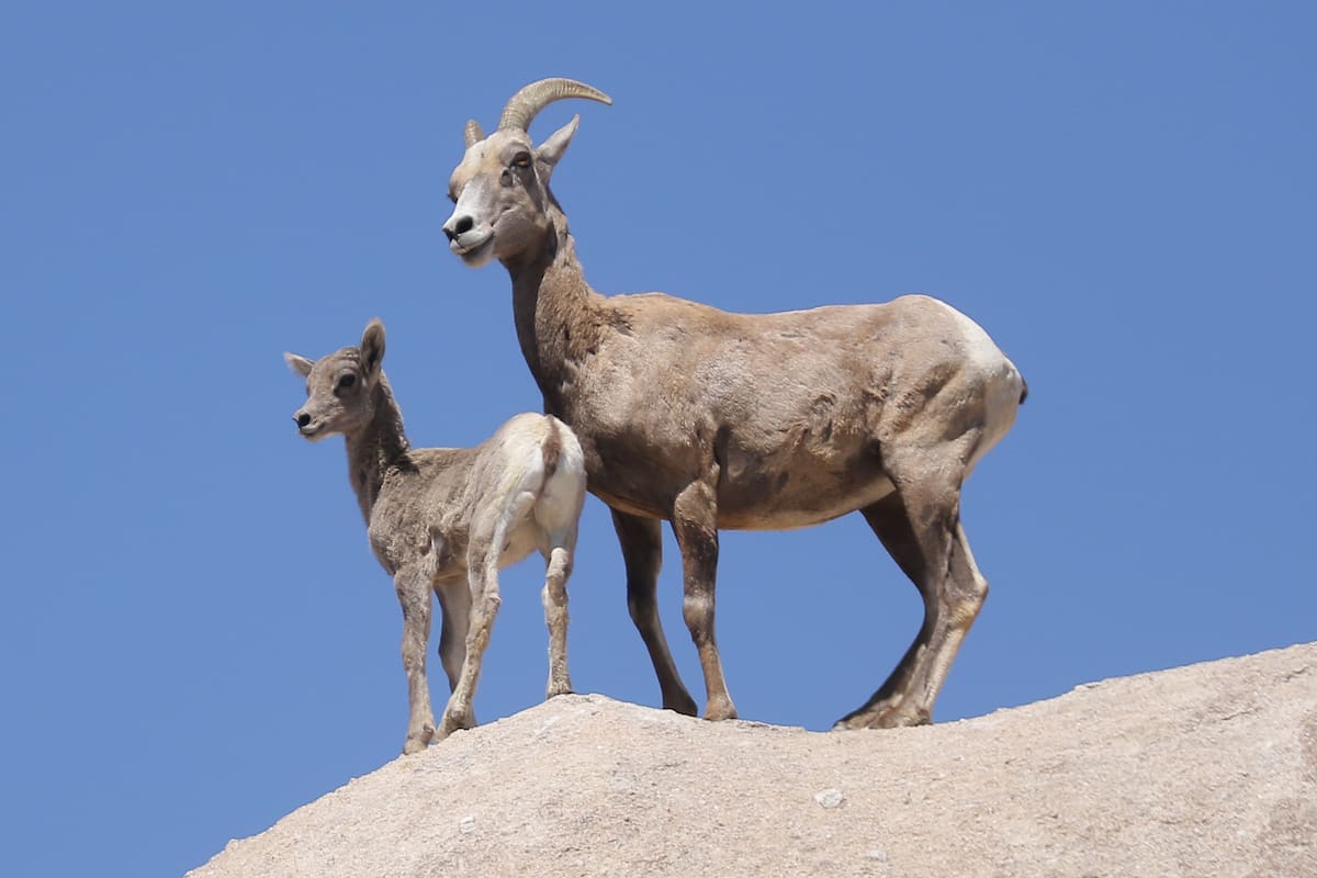 Vuelve borrego cimarrón a Nuevo León, gracias a Sonora