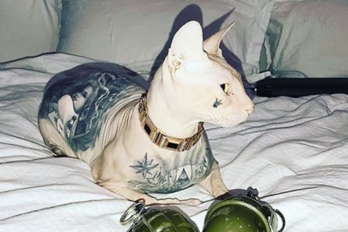 Polémico gato tatuado desaparece, su dueño lo busca desesperadamente