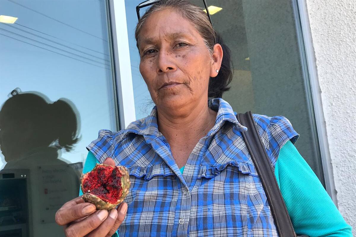 Ofrecen la dulzura de las pitahayas