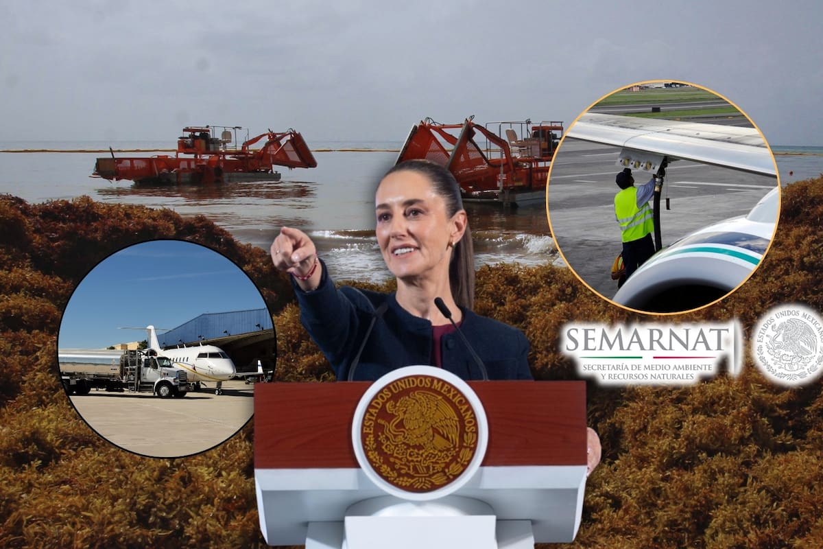 Gobierno de Claudia Sheinbaum podría convertir el sargazo en combustible para aviones y acabar con ese problema ambiental