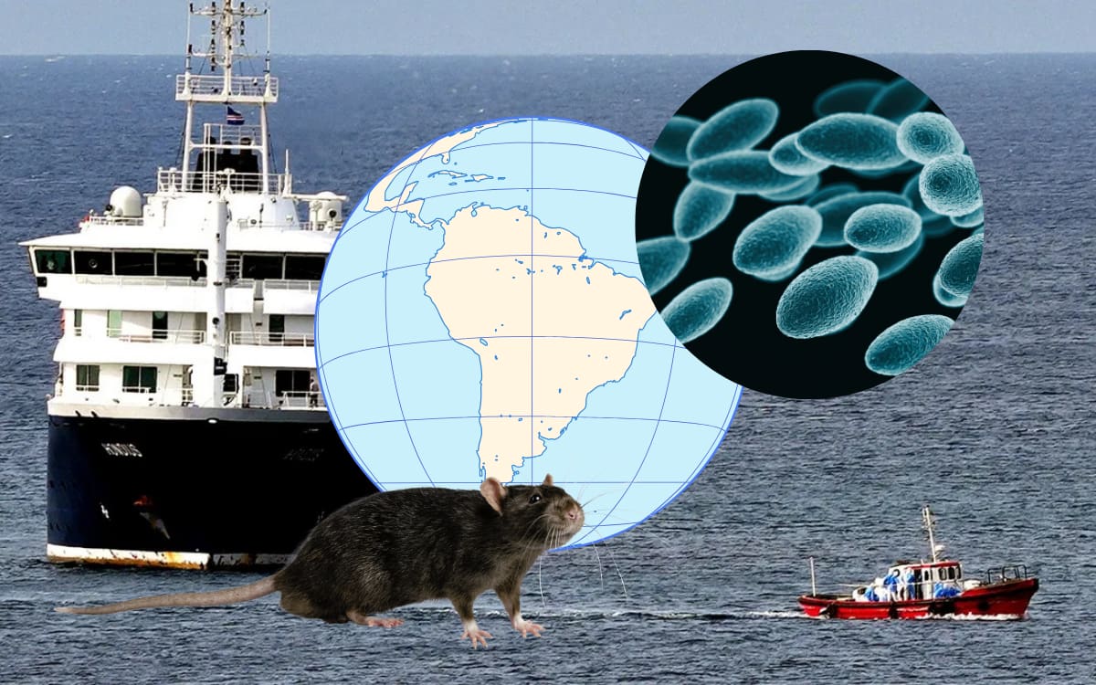 Brote de hantavirus en crucero enciende alertas internacionales: pareja recorrió varios países de Latinoamérica antes del viaje. Fotos: AP y Canvas