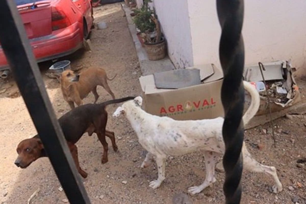 Tras días de investigación derivada de un reporte anónimo, la Fiscalía de Sonora rescata a tres caninos que vivían en abandono con garrapatas, sarna y afectaciones en los ojos en una casa de la colonia 4 de Marzo en Hermosillo