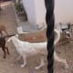 Rescatan a tres caninos abandonados en Hermosillo