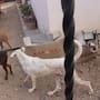 Tras días de investigación derivada de un reporte anónimo, la Fiscalía de Sonora rescata a tres caninos que vivían en abandono con garrapatas, sarna y afectaciones en los ojos en una casa de la colonia 4 de Marzo en Hermosillo
