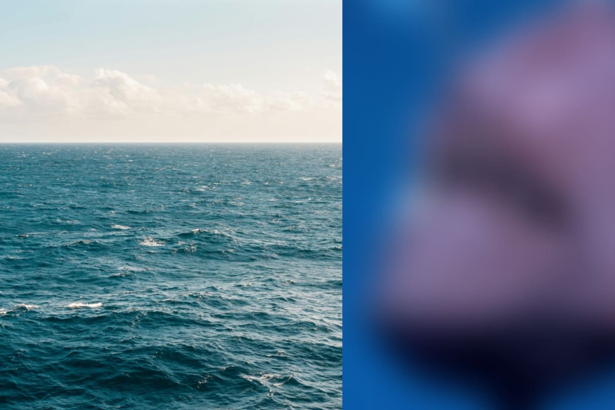 El diablo negro del mar: registran su primer avistamiento en cámara