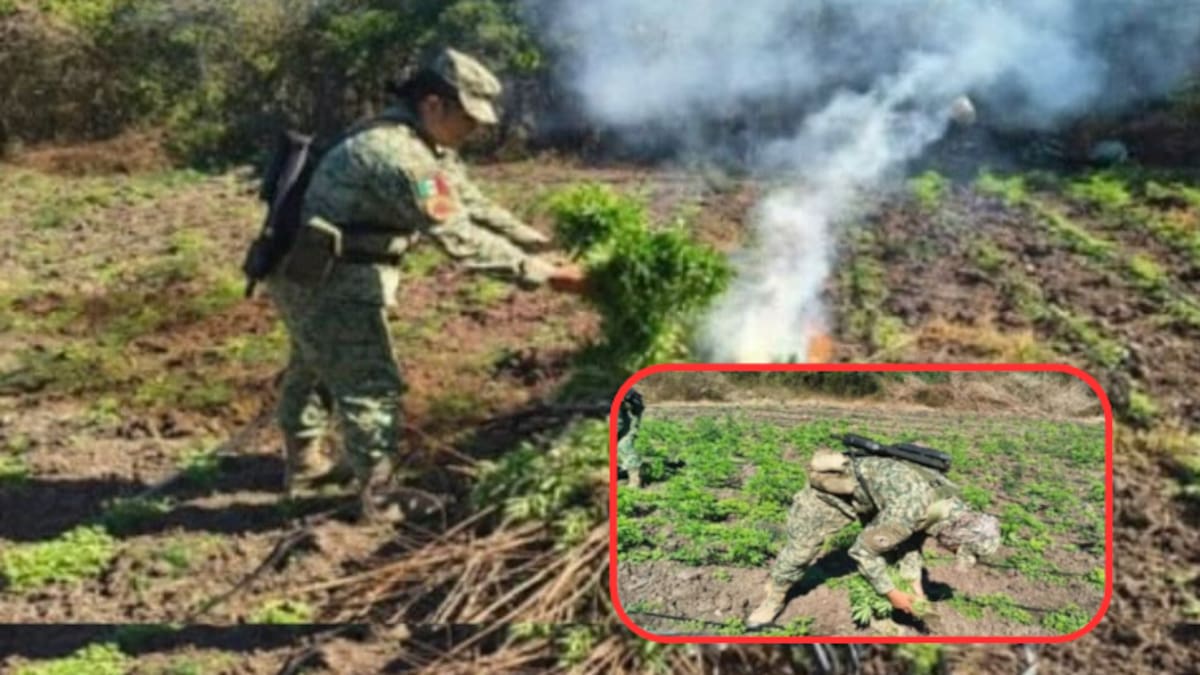 Descubren y destruyen plantío de marihuana en Culiacán: más de mil metros cuadrados con alta densidad de cultivo fueron asegurados por fuerzas federales y estatales