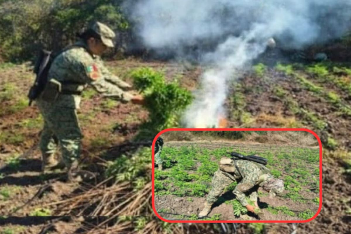 Descubren y destruyen plantío de marihuana en Culiacán: más de mil metros cuadrados con alta densidad de cultivo fueron asegurados por fuerzas federales y estatales