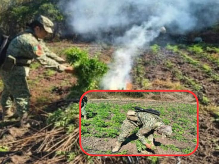Descubren y destruyen plantío de marihuana en Culiacán: más de mil metros cuadrados con alta densidad de cultivo fueron asegurados por fuerzas federales y estatales
