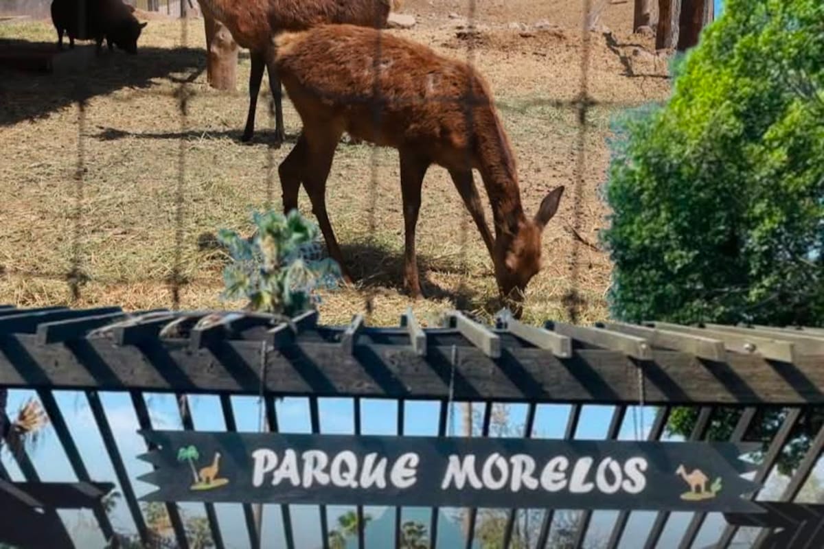 Trasladarán ciervos del Parque Morelos de Tijuana a santuario en Mexicali