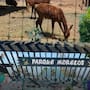 Trasladarán ciervos del Parque Morelos de Tijuana a santuario en Mexicali