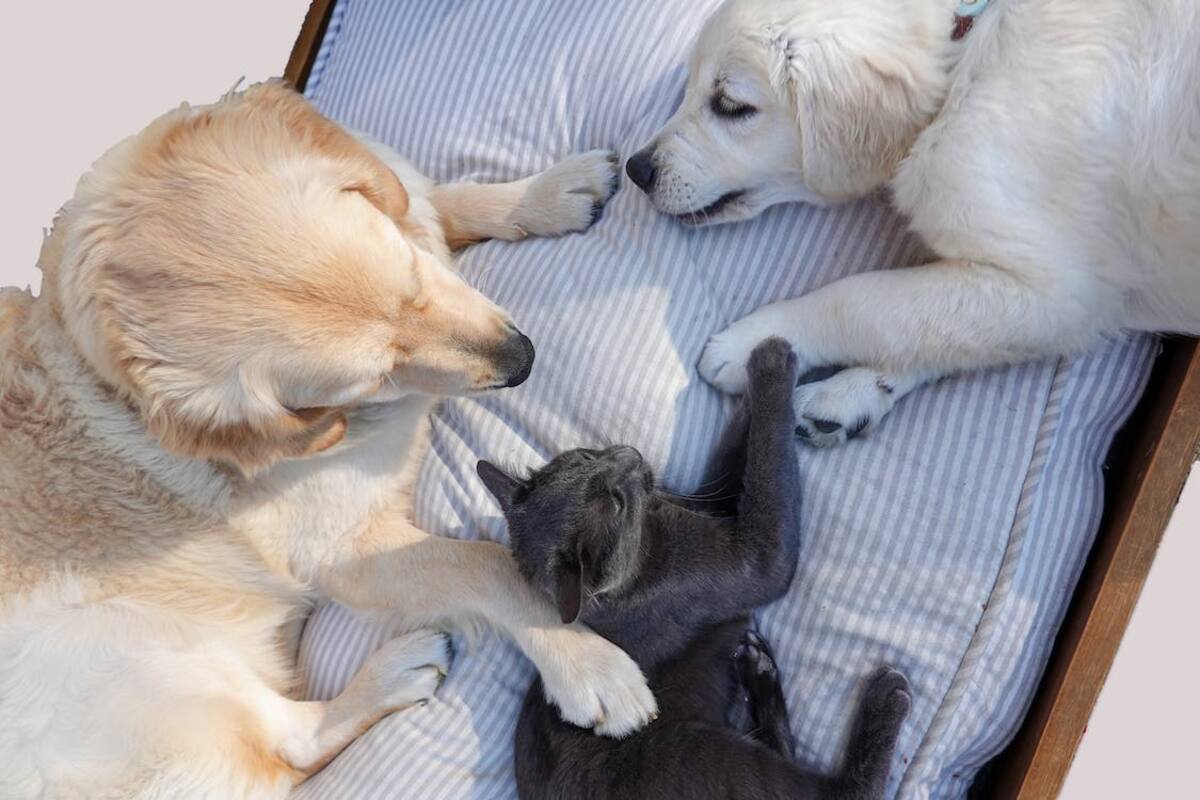 ¿Cuál es la edad adecuada para esterilizar a perros y gatos?