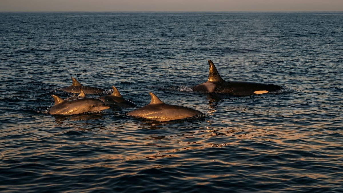 Delfines y orcas ya no pueden volver a la tierra: la ciencia explica por qué su evolución cerró la puerta y qué implica esto en un planeta con océanos cada vez más hostiles