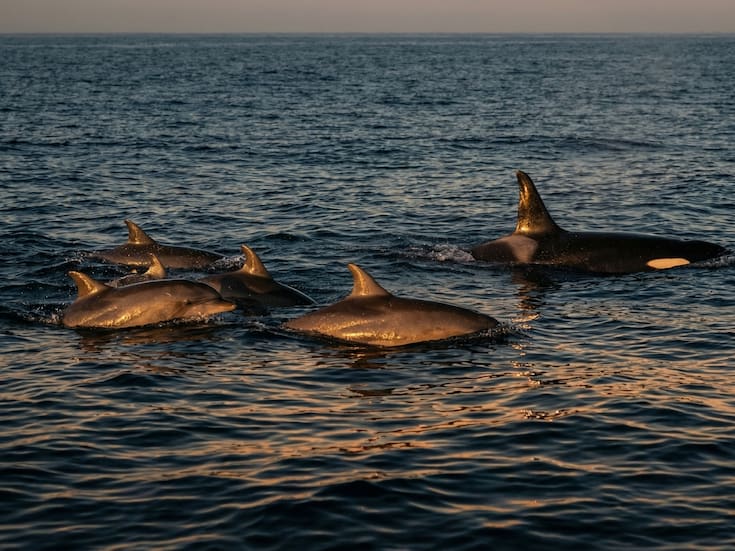 Delfines y orcas ya no pueden volver a la tierra: la ciencia explica por qué su evolución cerró la puerta y qué implica esto en un planeta con océanos cada vez más hostiles