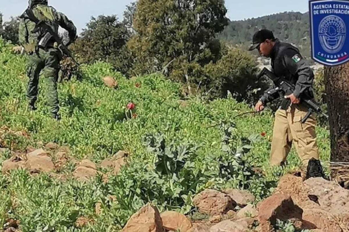 Destruyen 70 mil plantas de amapola en dos sembradíos de Chihuahua