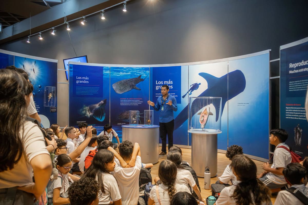 Exposición “Tiburones” ya puede visitarse en Musas de Hermosillo: estos son sus horarios, costos y principales atractivos