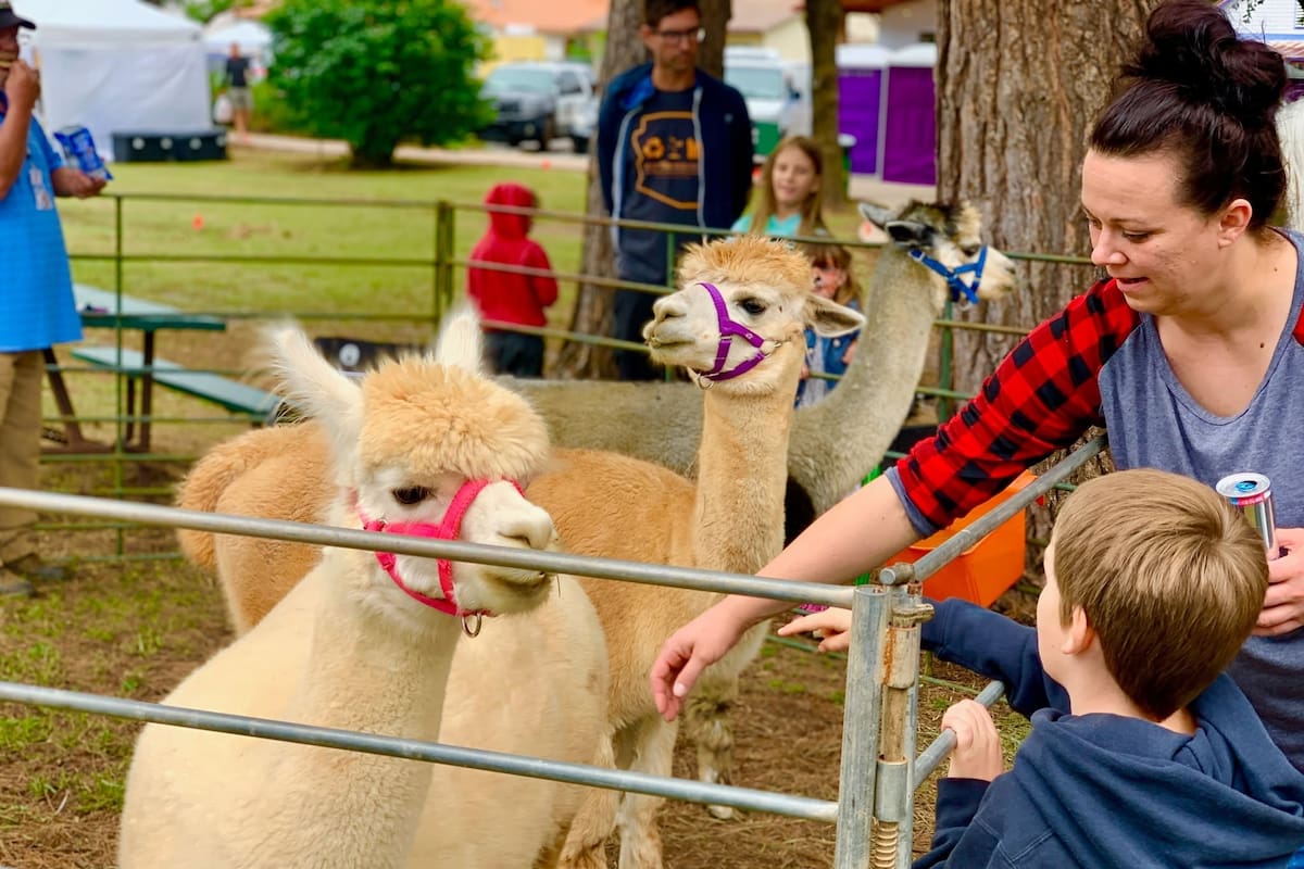 Patagonia Fall Festival 2026: arte, gastronomía y música en Arizona
