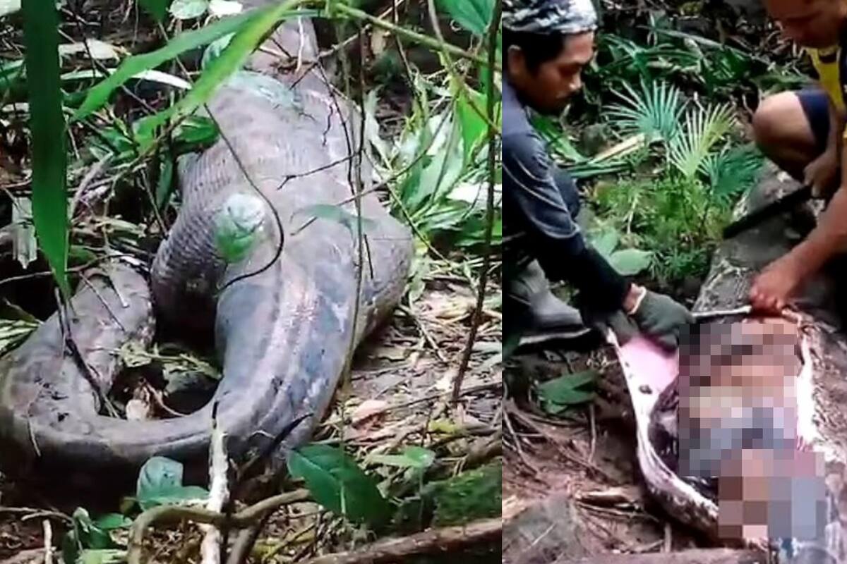 VIDEO: Madre desaparecida es encontrada en el estómago de una pitón de casi 5 metros en Indonesia