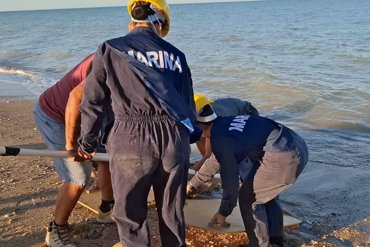 Marina rescata a lobo marino en San Felipe y lo traslada a la UABC en Mexicali para atención veterinaria