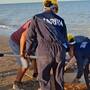 Marina rescata a lobo marino en San Felipe y lo traslada a la UABC en Mexicali para atención veterinaria