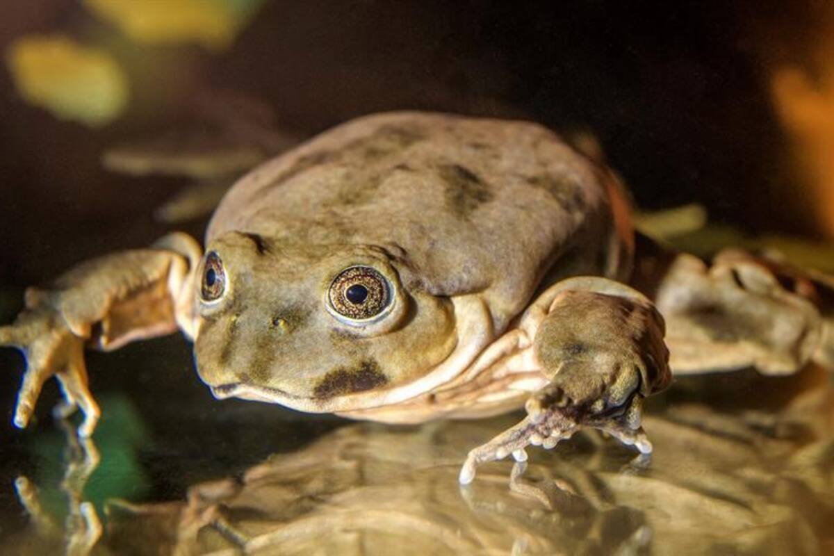 Se suma Praga a los esfuerzos para salvar la rana gigante del Titicaca