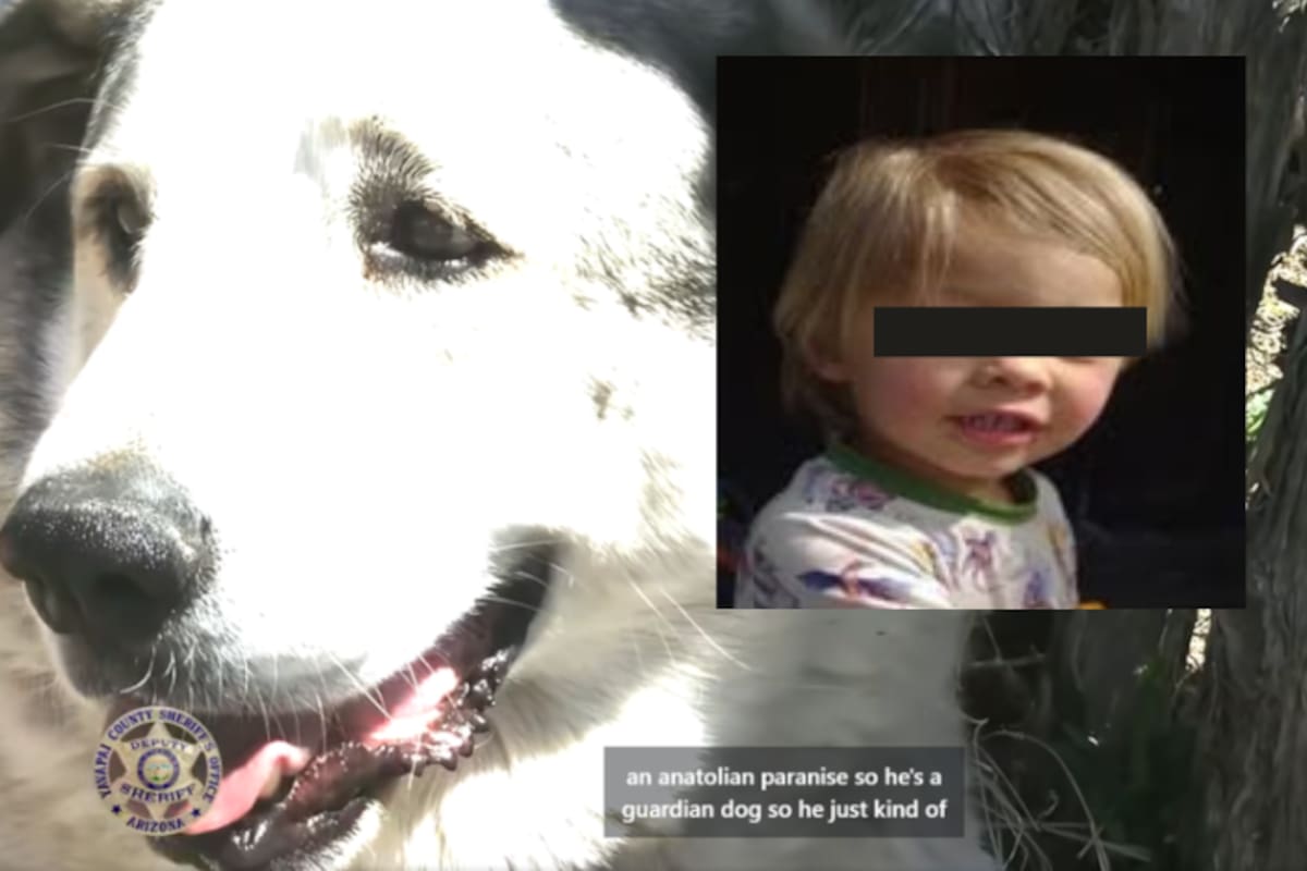 Un héroe perruno salva a un niño de dos años perdido durante 16 horas en Arizona