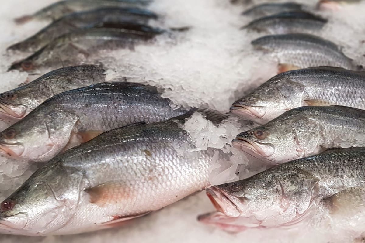 ¿Cuánto tiempo dura el pescado congelado?