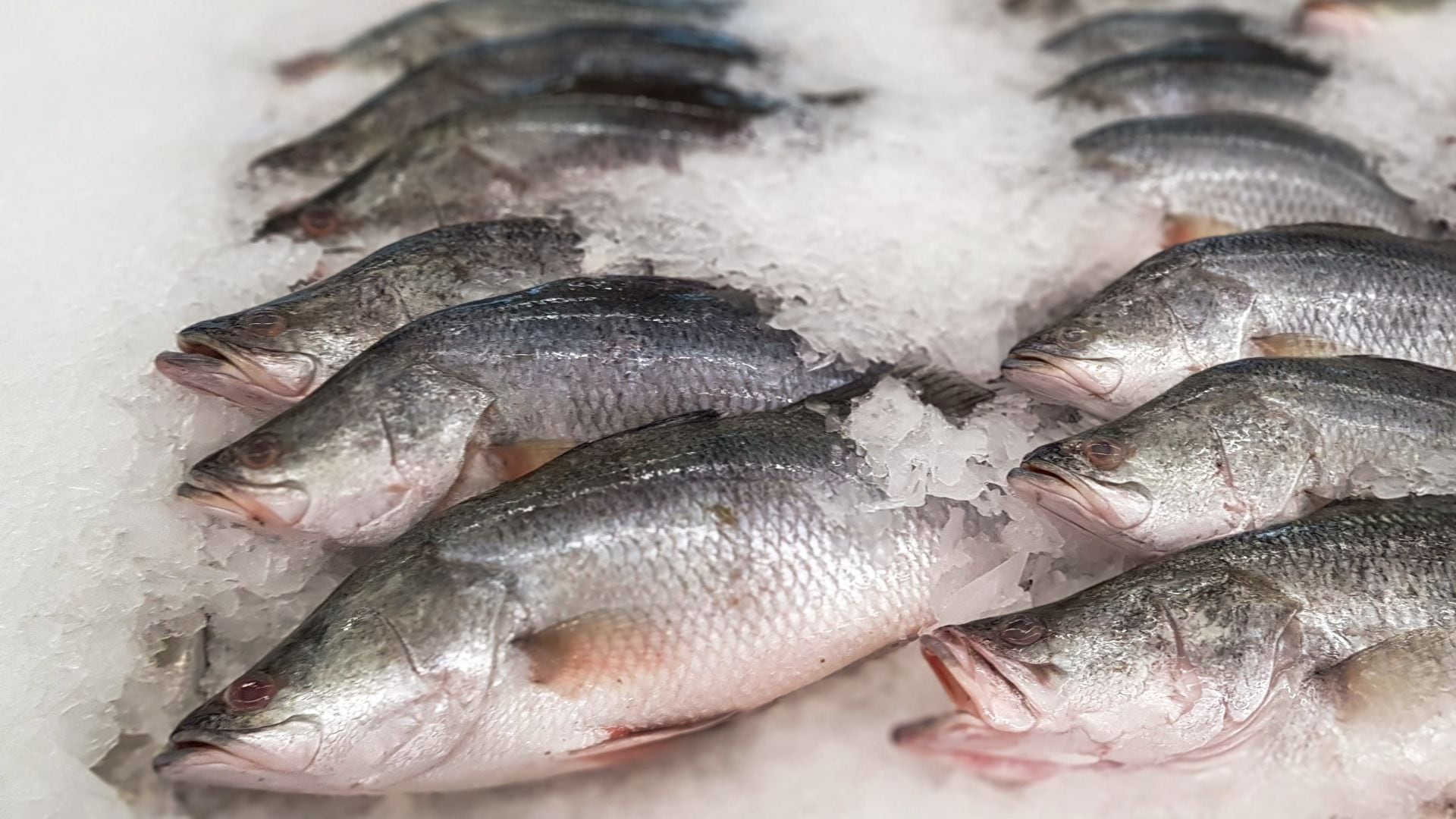 Pescado congelado | Foto: Especial