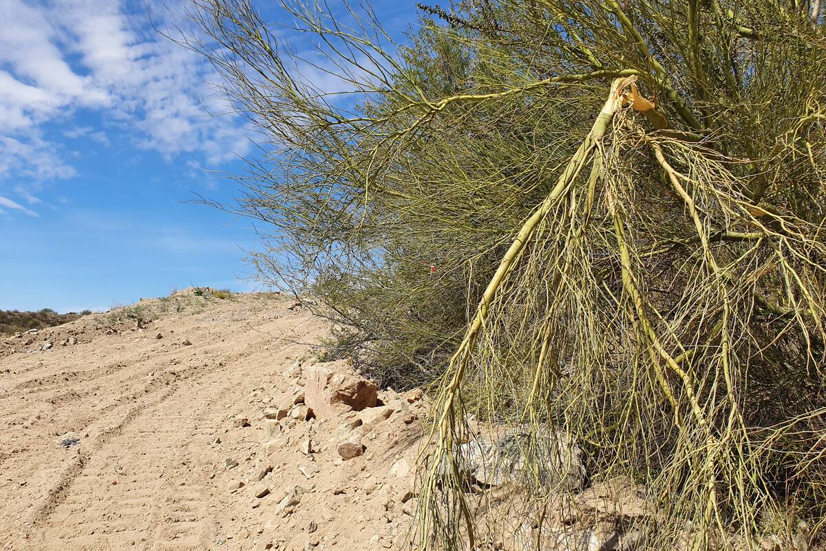 Desmontan Cerro Johnson y dañan 80 árboles