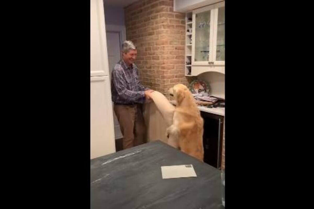 VIRAL: Este animal ayuda a su dueño a mover su nueva "cama"
