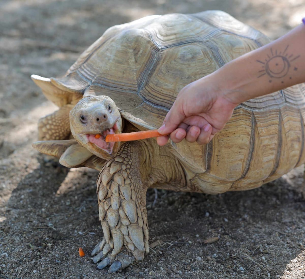 Interactúa y alimenta a más de 70 especies en la jungla del Centro Ecológico