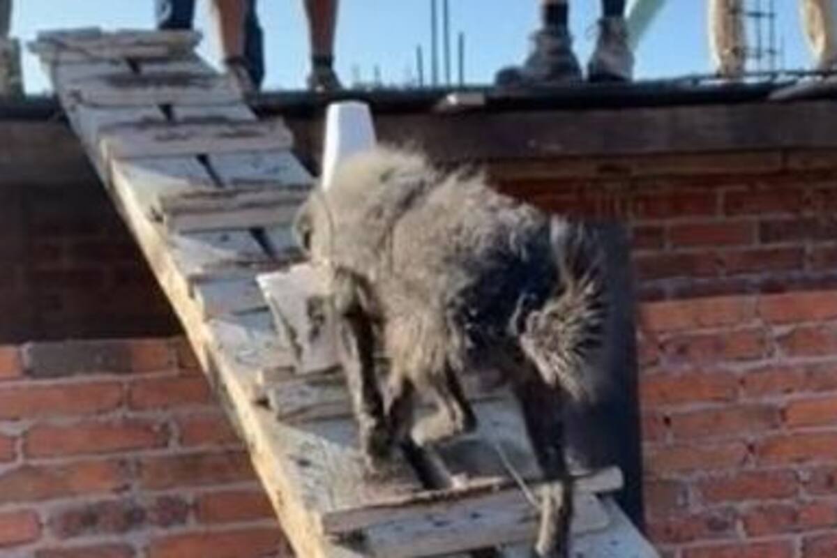 TikTok: Perro trabaja de ayudante de albañil para ganarse la croqueta