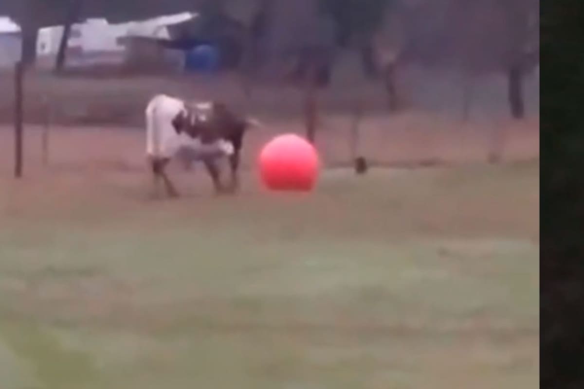 VIDEO: Toro se entristece al reventar su pelota favorita