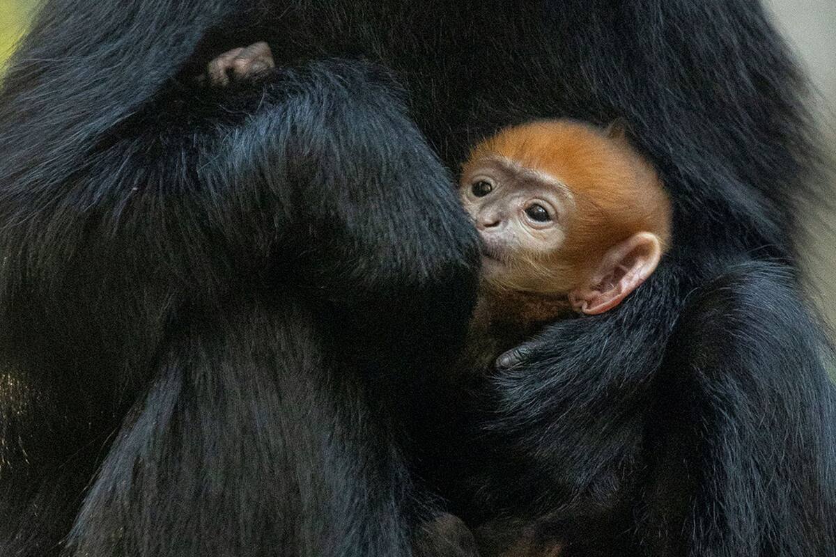 Nace en el SD Zoo un langur de François en peligro de extinción