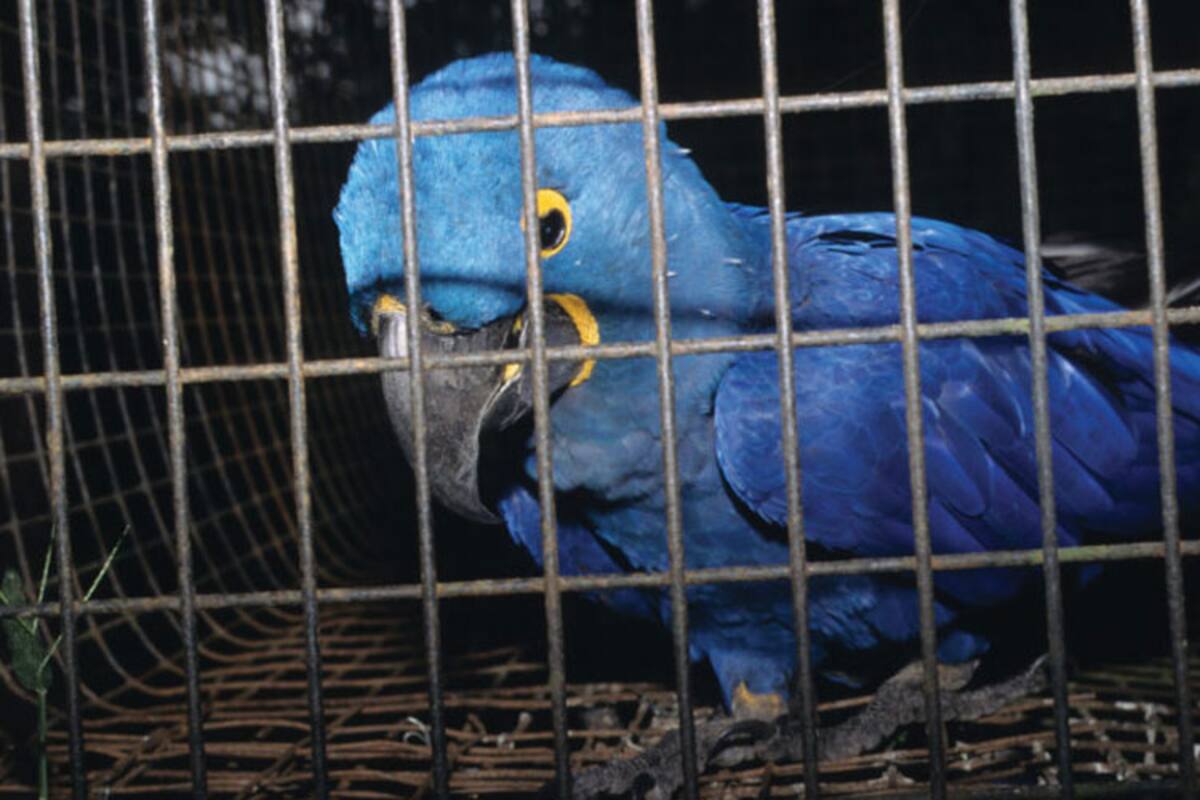 ONU asegura que “el tráfico ilegal de especies no ha disminuido en dos décadas”