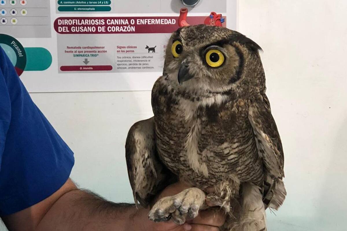 Ciudad Obregón: Veterinaria ofrece alivio y refugio a fauna exótica