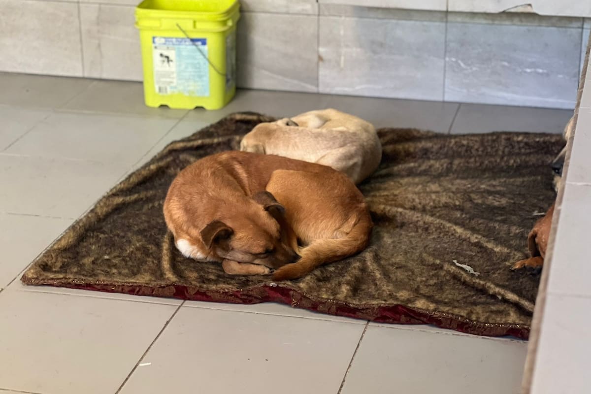 Aumenta abandono de perros en el Cacyfe