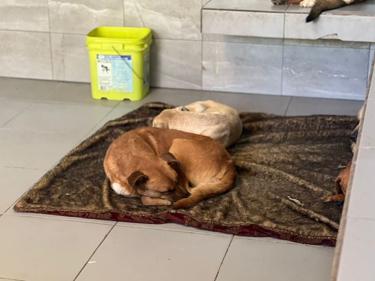 Aumenta abandono de perros en el Cacyfe