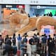 Gato gigante sorprende en aeropuerto de Hong Kong