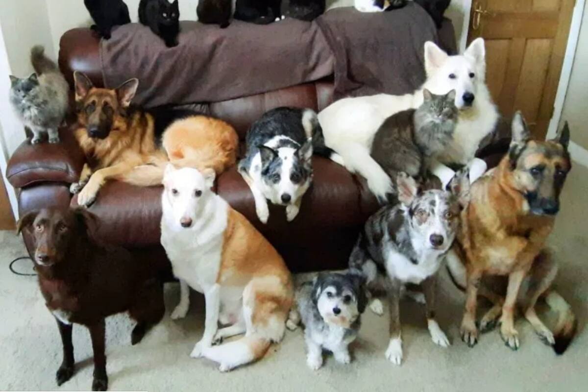 Logra 'sincronizar' para una foto perfecta a sus 17 mascotas